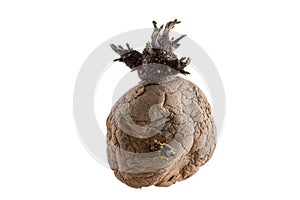 Naturally sprouted seed potato on white background photo