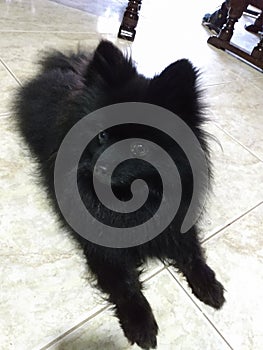 Naturalmente hermoso perrito