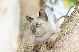 The naturalness of a beautiful white cat