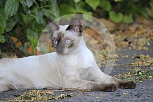 The naturalness of a beautiful white cat