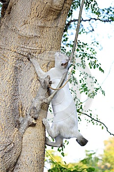 The naturalness of a beautiful white cat