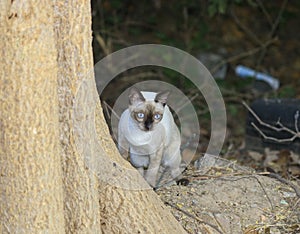 The naturalness of a beautiful white cat