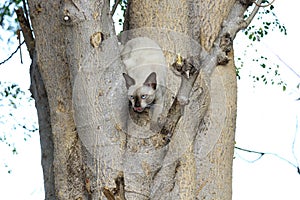 The naturalness of a beautiful white cat