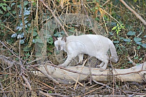 The naturalness of a beautiful white cat