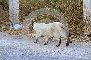 The naturalness of a beautiful white cat