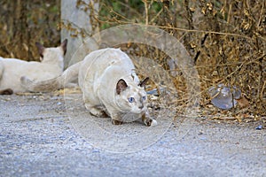 The naturalness of a beautiful white cat