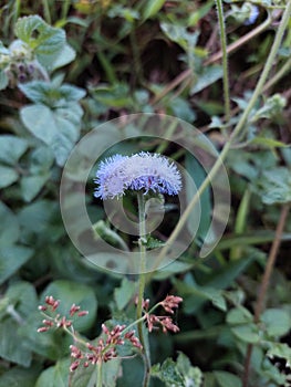 Naturaly purple flower photo