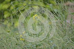 Golden crownbeard Verbesina encelioides