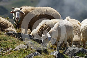 The Nature Of Abkhazia