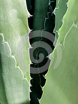 Nature Abstract Of Agave Leaves