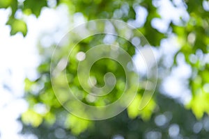 Nature abstract background