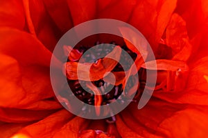 Nature abstract background of macro shot of red poppy