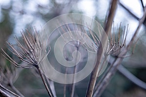 Nature abstract with bare dry flower stems