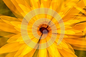 Nature abstract of black-eyed susan flower from New Hampshire