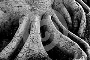 Nature abstract in black and white