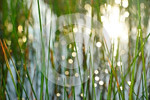 Nature abstract bokeh background on morning light.