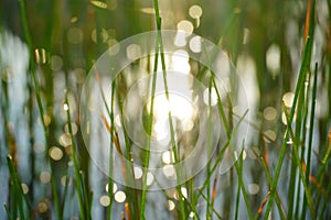 Nature abstract bokeh background on morning light.