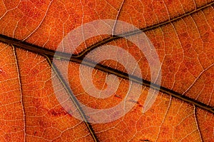 Nature Abstract: Cells and Veins of a Colorful Autumn Leaf