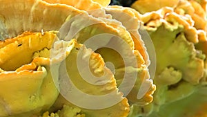 Nature Abstract: Chicken of the Woods Mushroom Growing on a Tree in the Forest