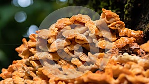 Nature Abstract: Chicken of the Woods Mushroom Growing on a Tree in the Forest