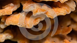 Nature Abstract: Chicken of the Woods Mushroom Growing on a Tree in the Forest