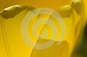 Nature Abstract: Close Look at the Delicate Yellow Tulip Petals of Spring