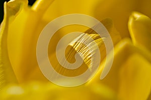 Nature Abstract: Close Look at the Delicate Yellow Tulip Petals of Spring