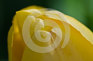 Nature Abstract: Close Look at the Delicate Yellow Tulip Petals of Spring