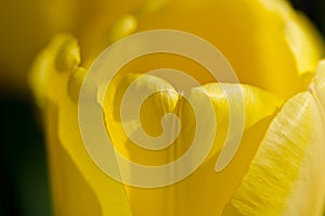 Nature Abstract: Close Look at the Delicate Yellow Tulip Petals of Spring