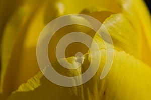 Nature Abstract: Close Look at the Delicate Yellow Tulip Petals of Spring