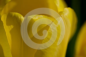 Nature Abstract: Close Look at the Delicate Yellow Tulip Petals of Spring