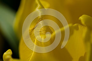 Nature Abstract: Close Look at the Delicate Yellow Tulip Petals of Spring