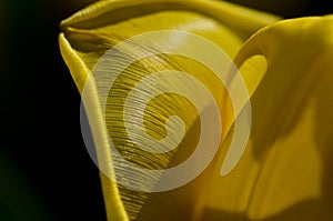 Nature Abstract: Close Look at the Delicate Yellow Tulip Petals of Spring