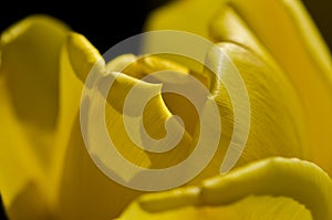 Nature Abstract: Close Look at the Delicate Yellow Tulip Petals of Spring