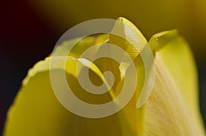 Nature Abstract: Close Look at the Delicate Yellow Tulip Petals of Spring