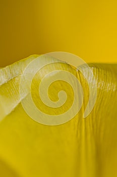 Nature Abstract: Close Look at the Delicate Yellow Tulip Petals of Spring