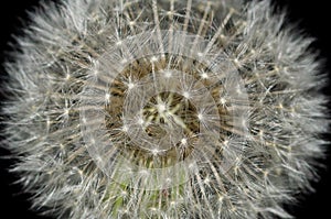 Nature Abstract - Dandelion Starburst