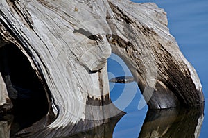 Nature Abstract - Driftwood Reflecting in the Water