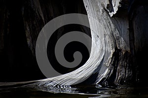 Nature Abstract - Driftwood Reflecting in the Water