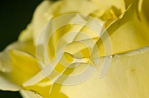 Nature Abstract: Lost in the Gentle Folds of the Delicate Rose