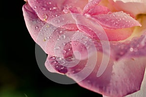 Nature Abstract: Lost in the Gentle Folds of the Delicate Rose