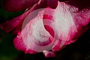 Nature Abstract: Lost in the Gentle Folds of the Delicate Rose