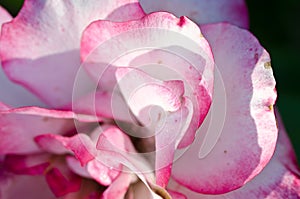 Nature Abstract: Lost in the Gentle Folds of the Delicate Rose