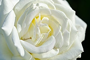 Nature Abstract: Lost in the Gentle Folds of the Delicate White Rose