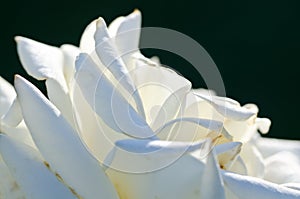 Nature Abstract: Lost in the Gentle Folds of the Delicate White Rose