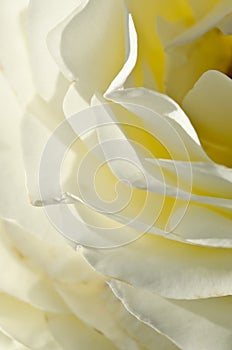 Nature Abstract: Lost in the Gentle Folds of the Delicate White Rose