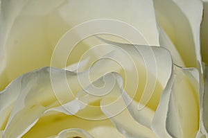 Nature Abstract: Lost in the Gentle Folds of the Delicate White Rose