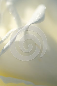 Nature Abstract: Lost in the Gentle Folds of the Delicate White Rose