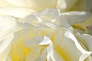 Nature Abstract: Lost in the Gentle Folds of the Delicate White Rose