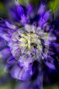 Nature abstract multiple exposure of lupine flowers in Vernon, Connecticut